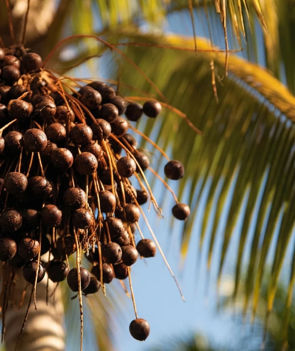 Frutos do açaí na palmeira, no Pará